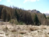 Skippers Canyon 