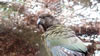 Rainbow springs &ndash; NZ Parrot - Kea 