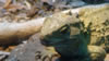 Rainbow springs &ndash; Gecko 