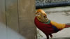 Rainbow springs &ndash; Golden pheasant 
