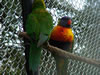 Rainbow Springs &ndash; Parakeet 