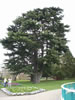Botanical Gardens, Christchurch &ndash; Armstrong Lawn 
