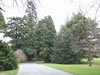 Botanical Gardens, Christchurch &ndash; Maple Border 
