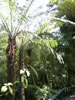 Rainbow springs