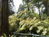 Rainbow springs