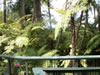 Rainbow springs