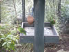 Rainbow springs &ndash; North Island parrot (Kaka) 