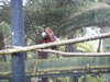 Rainbow springs &ndash; Tui 