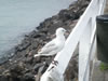 An audience when we were taking photos of the harbour 