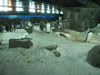 Penguins in the subzero section of Kelly Tarlton's 